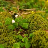 Wood sorrel, at Grenofen woods April 2018