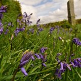 Bluebells and milestone near Tavistock May 2018