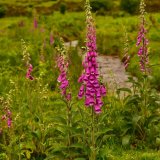 Foxgloves and pew tor June 2018