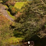 Cows near Whitchurch Down October 2018