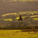 Rook mobbing a buzzard, Pork Hill, November 201)