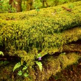 Mossy tree stump, Walkham valley May 2018