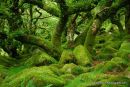 Wistmans Wood Dartmoor