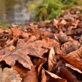 Fallen oak leaves, Grenofen , November 2017
