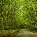 Lane near Brentor, May 2018