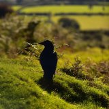 Crow near pew tor September 2018