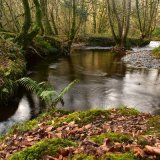Grenofen woods, November 2017