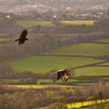 Rook and buzzard, Pork Hill, November 2017