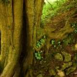 Yew in Sampford Spiney churchyard May 2018