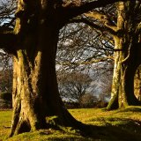 Beeches Plasterdown December 2017