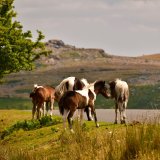 Ponies on Tavistock to Princetown Road, July 2018