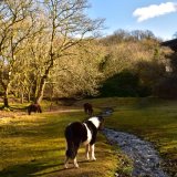 Ponies at Magpie Bridge March 2018