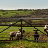 Lambs behind a gate, near Peter Tavy April 2018