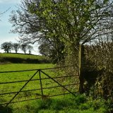 Gate and lane near Peter Tavy April 2018.