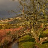 Hawthorn in winter light, Plasterdown December 2017
