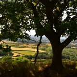View through oaks, near Pew Tor July 2018