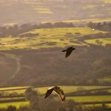 Rook and buzzard, Pork Hill, November 2017