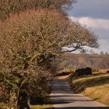 Lane near Brentor March 2018