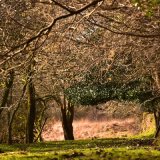 Trees near Whitchurch Down February 2018