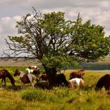 Ponies near Cox tor July 2018
