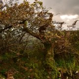 Wind blown oak near Horndon, October 2017