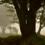Mist at Fourwinds September 2018