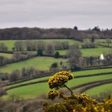 Gorse near Brentor December 2017