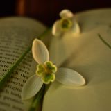 Snowdrop still life January 2019