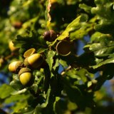 Acorns at Moortown September 2018