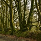 Beeches near Brentor March 2017