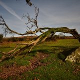 Hawthorn near Pew Tor, October 2017