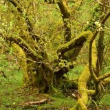 Oak in Walkham Valley May 2018