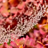 Rain on cobweb September 2018