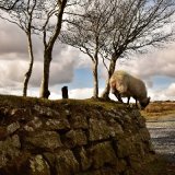 Sheep at Fourwinds March 2018