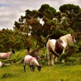 Pony and sheep near Whitchurch down June 2018