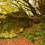 Beech and rocks, Creason woods, October 2017