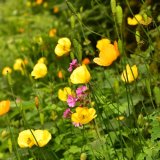 Roadside flowers at Moortown June 2018