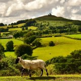sheep and Brentor, July 2018.