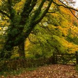 Gate near Lydford November 2018