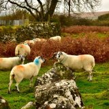 Sheep near Horndon, October 2017.