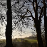 View through beeches, Brentor, January 2018