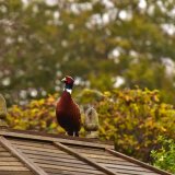 Pheasant 2017