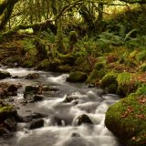 Stream near Creason woods, Dartmoor. October 2017