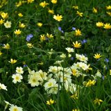 Primroses in Peter Tavy church April 2018