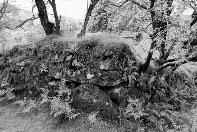 Dartmoor Stone Wall Near Burrator