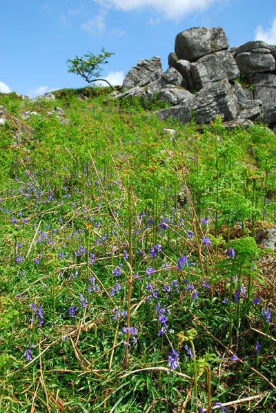 Bluebells Below Cuckoo Rock Dartmoor