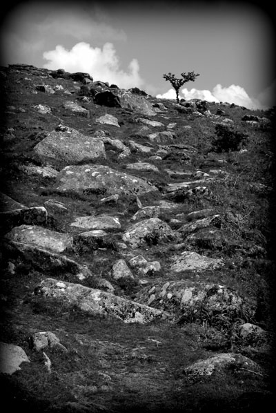 Hawthorn At Combestone Tor, Dartmoor