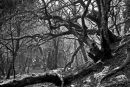 Misty Branches, Grenofen Woods, Walkham Valley Devon