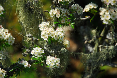 Hawthorn and Lichen Dartmoor