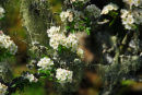 Hawthorn and Lichen Dartmoor